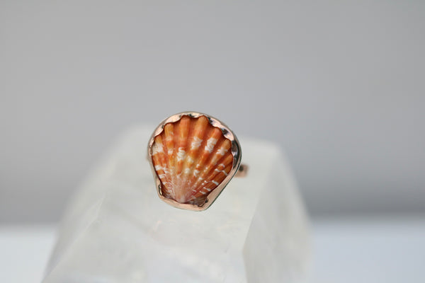 Sunrise Shell Ring in 14k Gold Fill