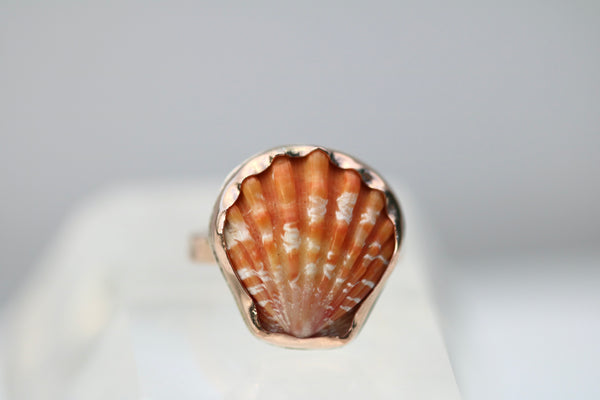 Sunrise Shell Ring in 14k Gold Fill