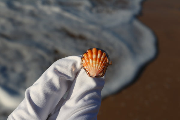 Sunrise Shell Ring in 14k Gold Fill